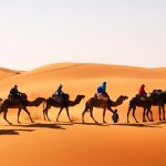 Camel Trekking in Abu Dhabi