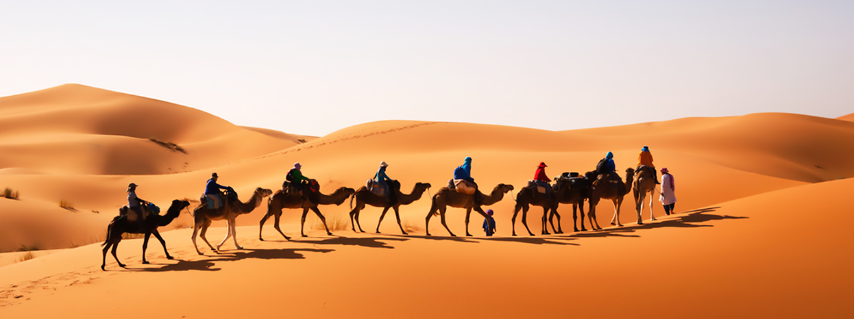 Camel Trekking in Abu Dhabi