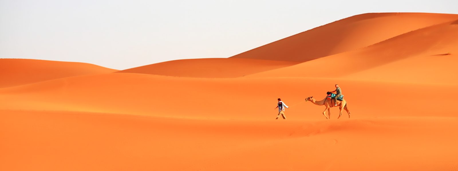 Camel Trekking in Abu Dhabi