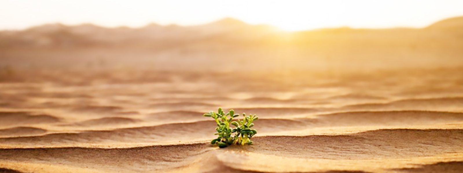 Morning Desert Safari
