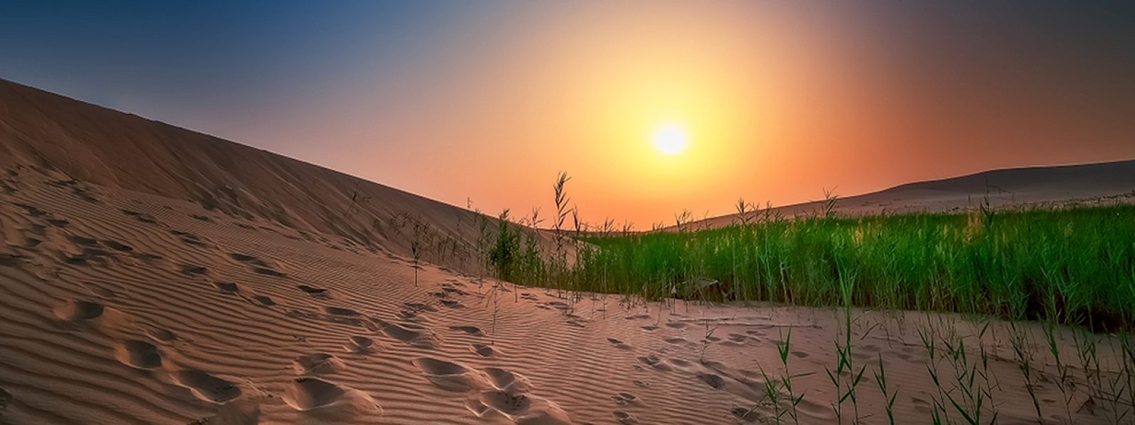 Sunset Desert Safari